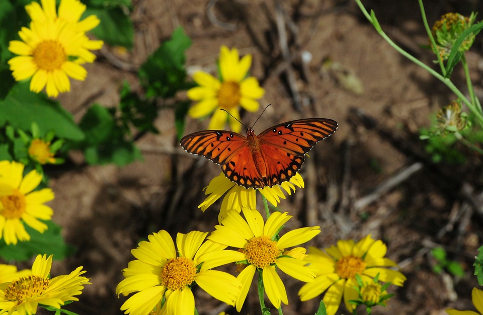 The Ultimate Guide to Midsize SUVs: Finding the Perfect Fit for Your Family