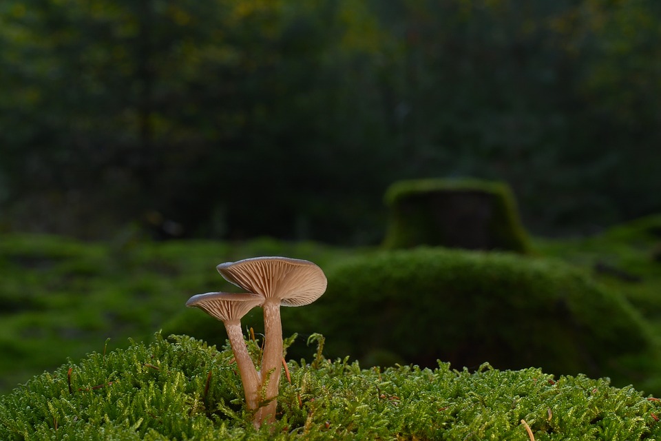 Top 10 Auto Repair Shops in [Your City]: Where Quality Meets Convenience!