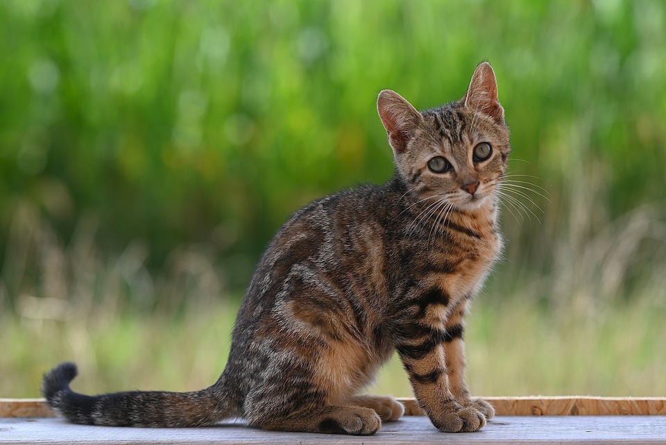 Top 10 Car Repair Shops You Can Trust in [Your City]