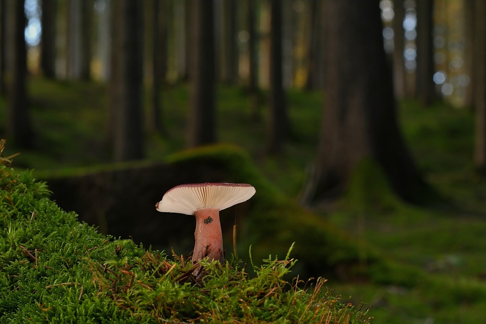 Under the Hood: Demystifying the World of Auto Mechanics