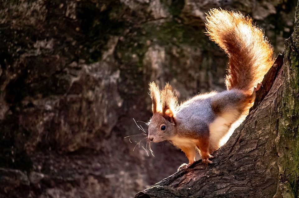 Unleashing the Future: The Mustang Mach-E Redefines Electric Performance