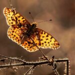 Unlocking Value: How Schadeautos.nl is Transforming the Used Car Market