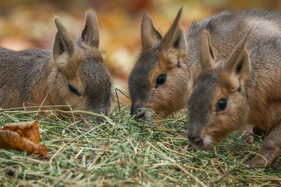 Unveiling the Volkswagen Taigun: A Game-Changer in the SUV Segment
