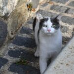 Compact and Affordable: Your Guide to Small Used Cars in [Your Area]