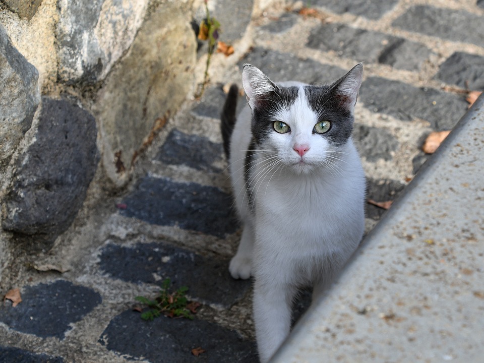 Compact and Affordable: Your Guide to Small Used Cars in [Your Area]