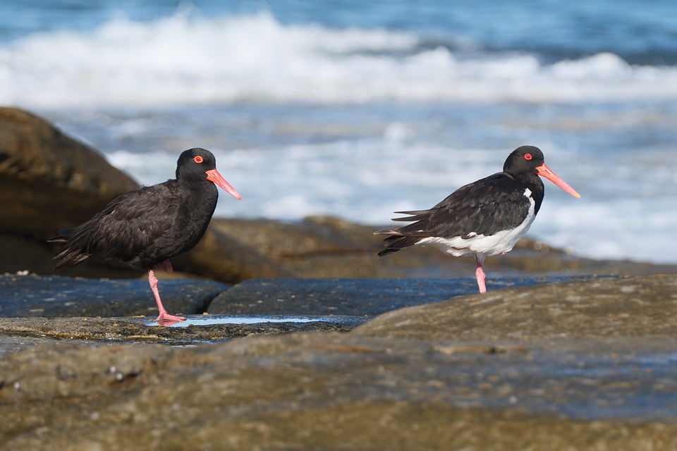 DIY Car Repairs: Save Money and Learn a New Skill!