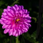 Discover the Best Peugeot Dealers Near You for Exceptional Service