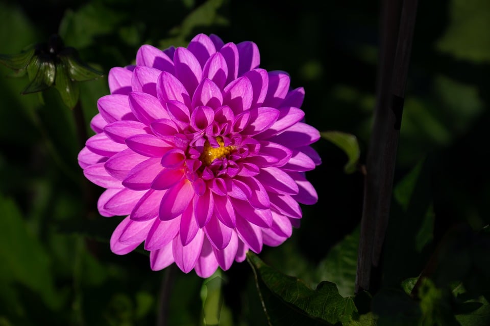 Discover the Best Peugeot Dealers Near You for Exceptional Service