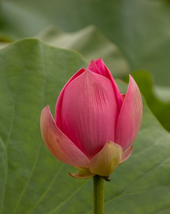 Discover the Best Volkswagen Dealerships Near You: A Local Guide