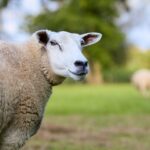 Flat Tire Woes? Discover Reliable Repair Services Near You!