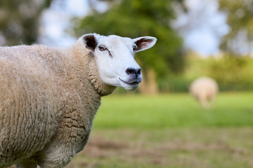 Flat Tire Woes? Discover Reliable Repair Services Near You!