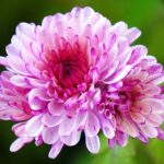 Maximize Your Car’s Lifespan: Essential Autocare Tips You Need to Know