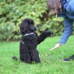 Navigating the Showroom: Tips for First-Time Car Buyers