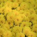 Redefining Luxury: The Lexus NX Stands Out in the Compact SUV Market