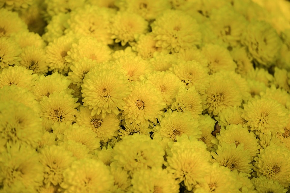 Redefining Luxury: The Lexus NX Stands Out in the Compact SUV Market