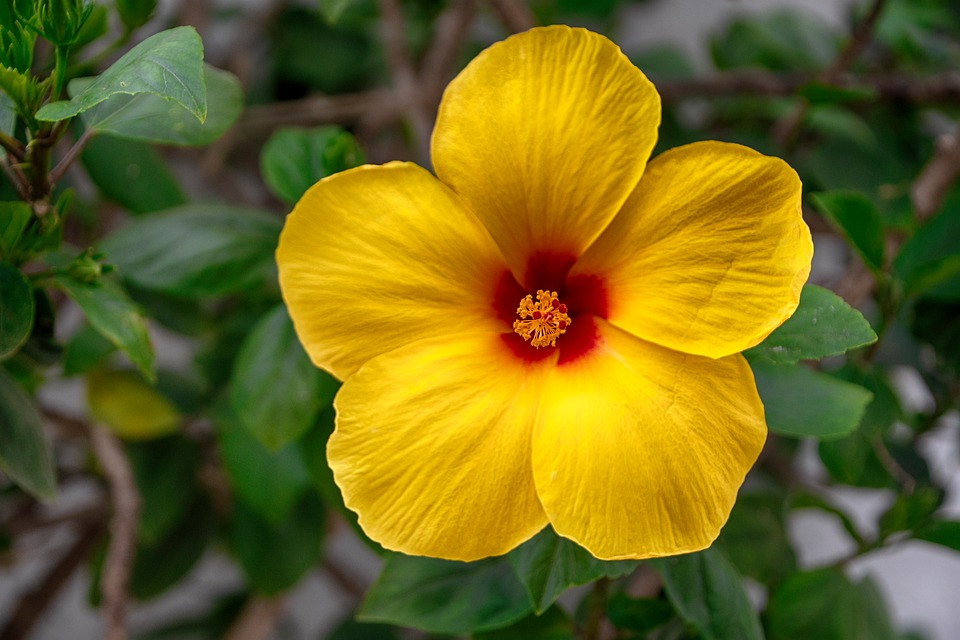 Rev Up Your Ride: Essential Services Offered at Our Auto Care Center