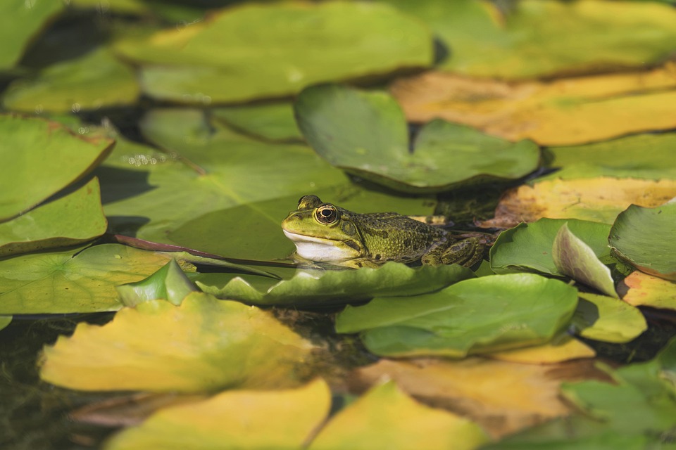 Rev Up Your Ride: Finding Top-Notch Auto Service Near You!