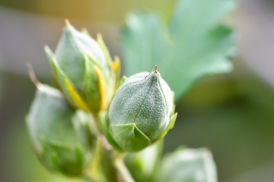 “Rev Up Your Ride: Top Automotive Services Near You”