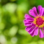 Streamline Your Ride: The Ultimate Guide to Online Car Registration