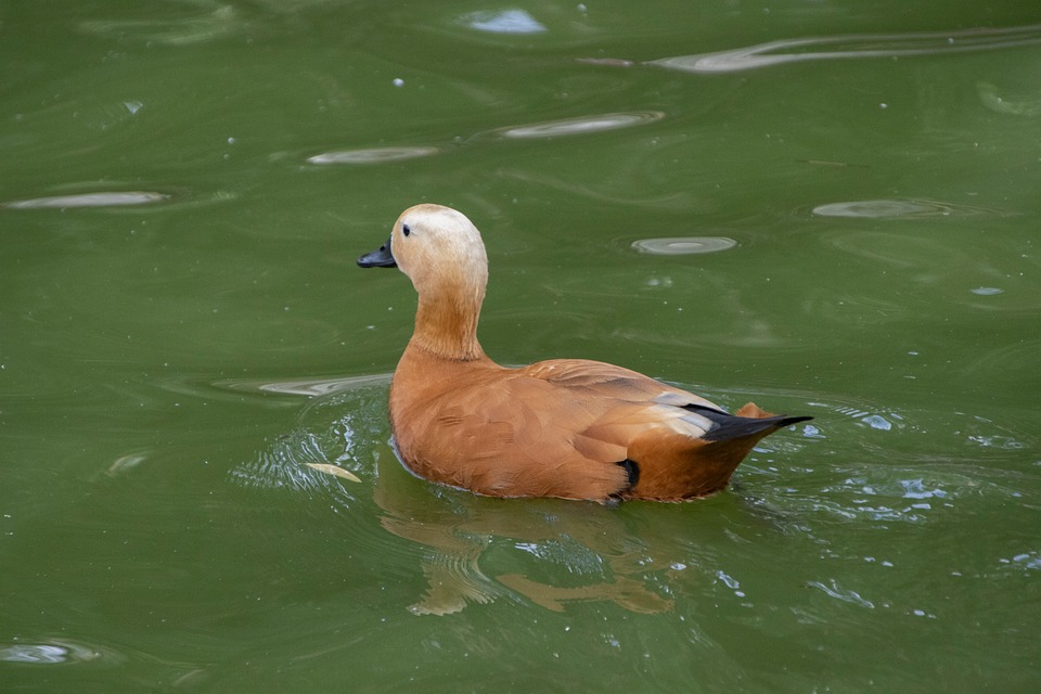 The Future is Electric: How EVs Are Changing the Automotive Landscape