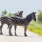 Top 5 Auto Lots Near You: Where to Find Your Next Dream Car