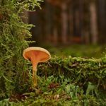 Top Tips for Finding a Reliable Honda Mechanic Near You