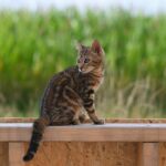 Unleashing Elegance: A Deep Dive into the World of Luxury Cars