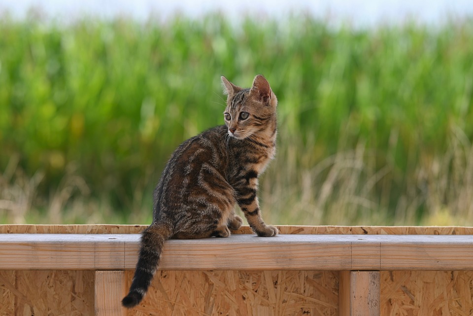 Unleashing Elegance: A Deep Dive into the World of Luxury Cars