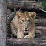 Unleashing Performance: The Evolution of Lexus Sports Cars