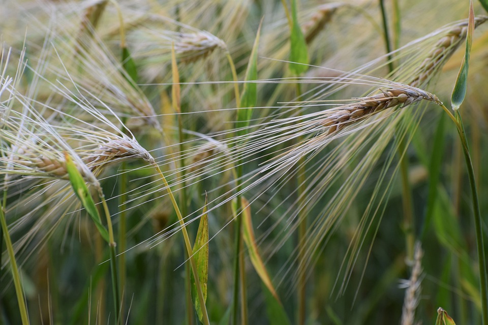 Unleashing Power: The Toyota Corolla GR Takes Performance to New Heights