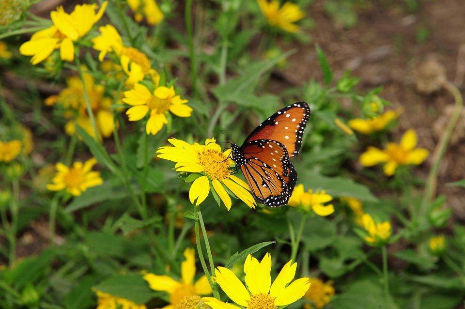 Unlocking the Benefits: Why Car Leasing Might Be Your Best Option